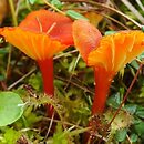 Hygrocybe coccineocrenata (wilgotnica czerwona)