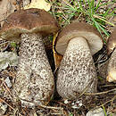 Leccinum roseofractum (koźlarz czarnobrązowy)