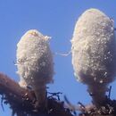 Coprinopsis trispora (czernidłak trójzarodnikowy)