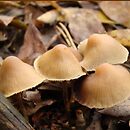 Hypholoma ericaeum (maślanka wrzosowa)