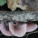 Entoloma lilacinoroseum