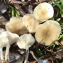 Clitocybe amarescens (lejkówka gorzkawa)