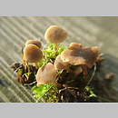 Simocybe filopes