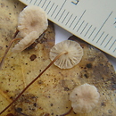 Collybiopsis quercophila (szczetkostopek dębowy)