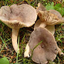 Lactarius mammosus (mleczaj sutkowaty)