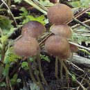 Psathyrella effibulata