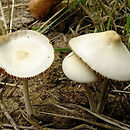 Conocybe albipes (stożkówka białotrzonowa)