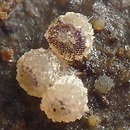 Ascobolus sacchariferus (rzutka cukrowana)