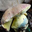 Butyriboletus roseogriseus (masłoborowik różowoszary)