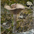 Pseudoclitocybe expallens