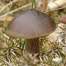 Entoloma sphagneti (dzwonkówka torfowcowa)