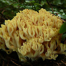 Ramaria flavoides