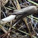 Coprinopsis scobicola