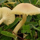 Hygrocybe russocoriacea (kopułek juchtowaty)