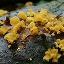 Guepiniopsis buccina (kieliszkówka trąbkowata)