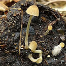 Psathyrella berolinensis