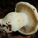 Hygrophorus penarius (wodnicha gładka)