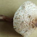 Lepiota recondita