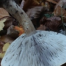 Melanoleuca grammopodia (ciemnobiałka prążkowanotrzonowa)