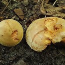 Paxillus ammoniavirescens