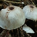 Leucoagaricus georginae