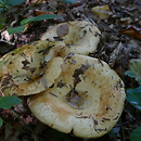 Lactarius intermedius