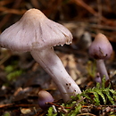 Inocybe geophylla var. lilacina (strzępiak ziemistoblaszkowy odm. liliowa)