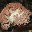 Ramaria rufescens (koralówka czerwonawa)