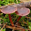 Cortinarius anthracinus (zasłonak krwistoczerwony)