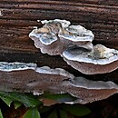 Basidiomycota (grzyby podstawkowe)