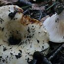 Lactarius aquizonatus