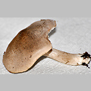 Tricholoma inocyboides