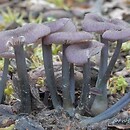 Entoloma atrocoeruleum