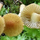 Inocybe muricellata (strzępiak chropowaty)