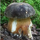 Boletus aereus (borowik ciemnobrązowy)