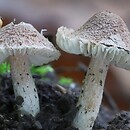 Inocybe obscurobadia