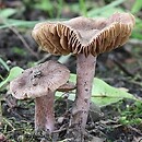 Inocybe furfurea