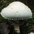 Agaricus macrocarpus (pieczarka wielkoowocnikowa)