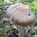 Cortinarius evernius (zasłonak brązowordzawy)