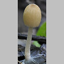 Coprinellus allovelus