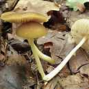 Pluteus chrysophaeus (drobnołuszczak żółtooliwkowy)