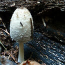 Coprinopsis spelaiophila