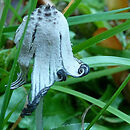 Coprinopsis cinereofloccosa