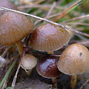 Psilocybe subcoprophila