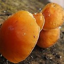 Flammulina populicola (płomiennica topolowa)