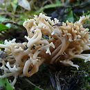 Clavulinopsis umbrinella