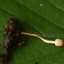 Ophiocordyceps sphecocephala