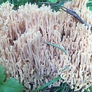 Ramaria varians