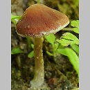 Psathyrella bipellis