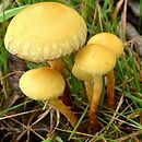 Pholiota conissans (łuskwiak wierzbowy)